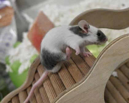 Enlarge Chive, a Adoptable mixed breed in West Seneca, NY image 2/3