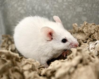 Enlarge Chive, a Adoptable mixed breed in West Seneca, NY image 3/3