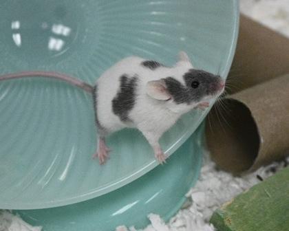 Enlarge Chive, a Adoptable mixed breed in West Seneca, NY image 3/3