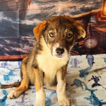 Enlarge Macie, a ADOPTABLE mixed breed in Tylertown, MS image 1/1