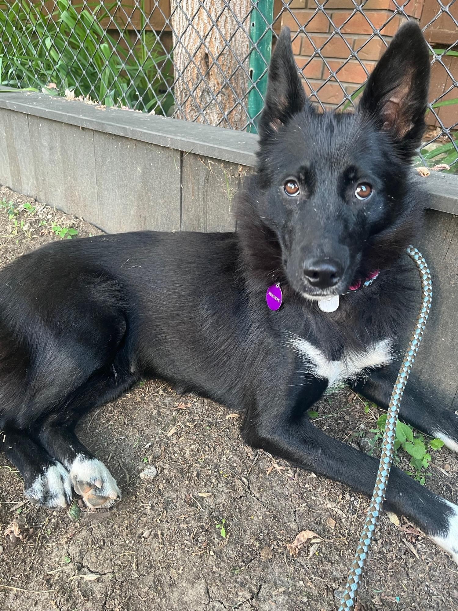 Sparkles, a ADOPTABLE Mixed Breed in Saskatoon, SK image 1/3