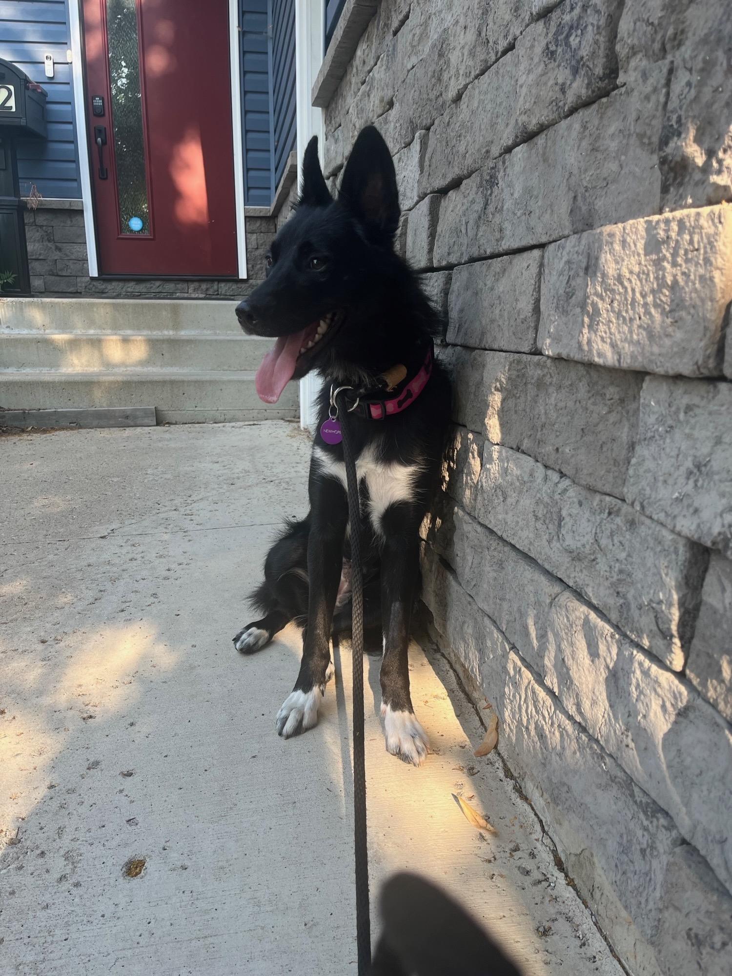 Sparkles, a ADOPTABLE Mixed Breed in Saskatoon, SK image 3/3