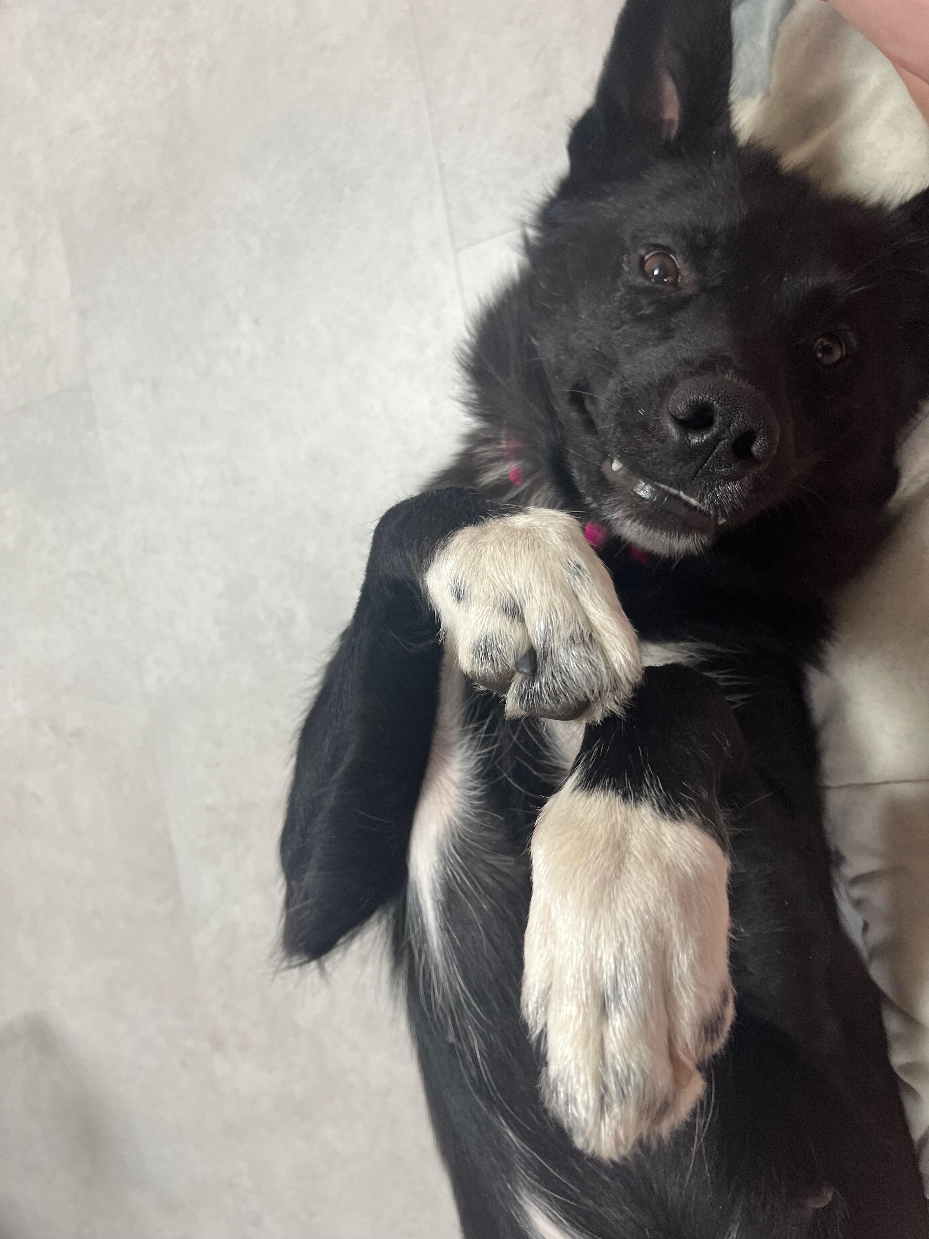 Sparkles, a ADOPTABLE Mixed Breed in Saskatoon, SK image 2/3