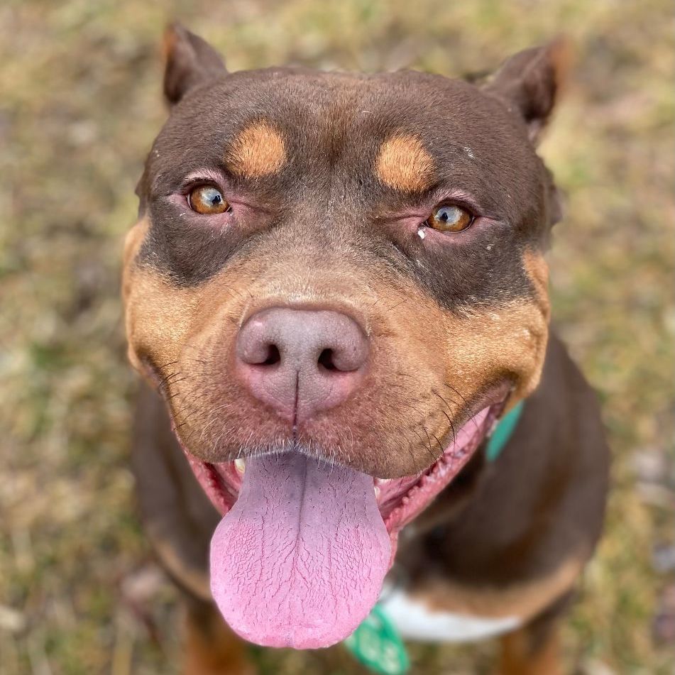 Brandi (ID 40735) 2