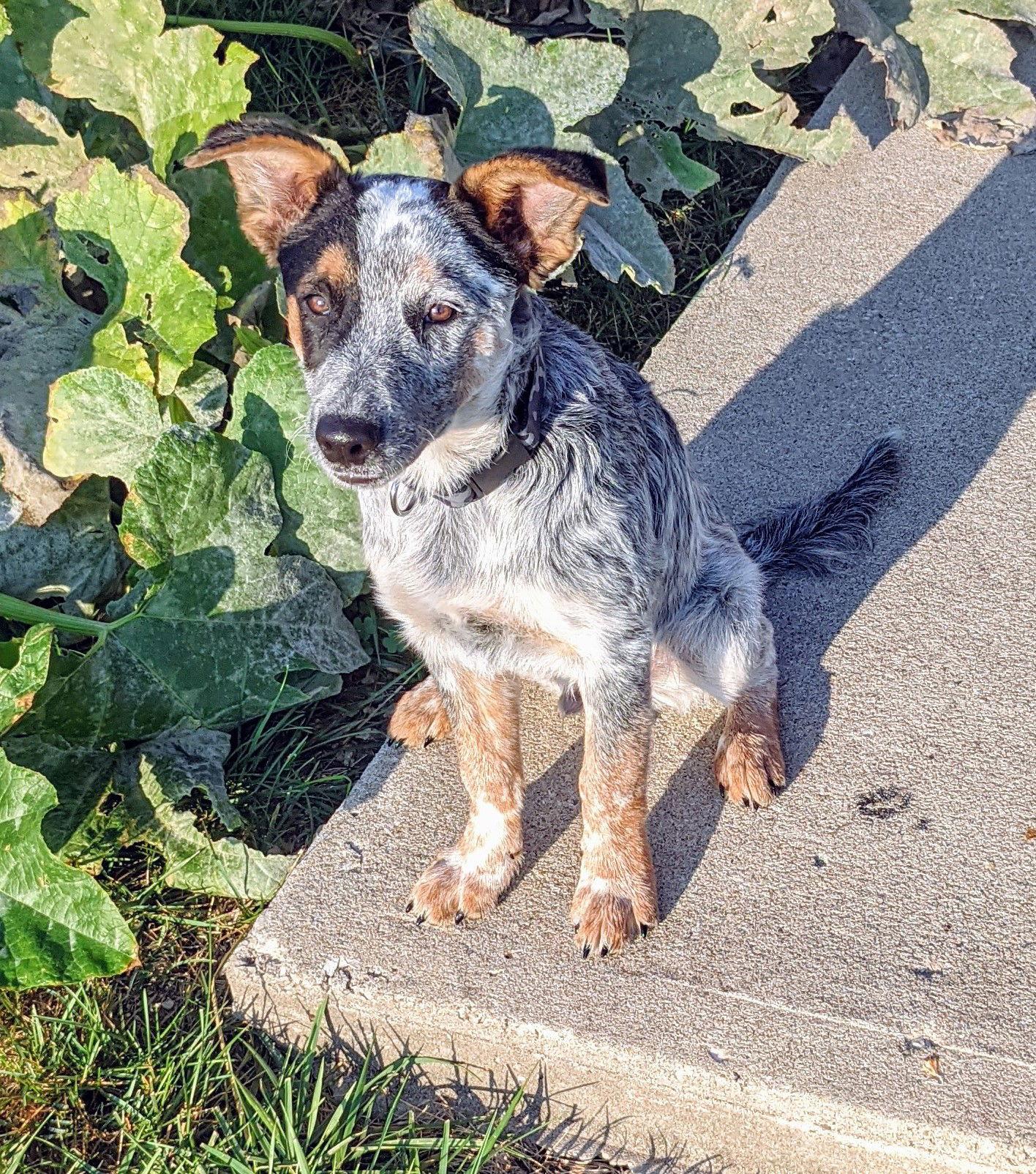 Enlarge Frankie (2021), a Adopted mixed breed in Columbia, MO image 1/3
