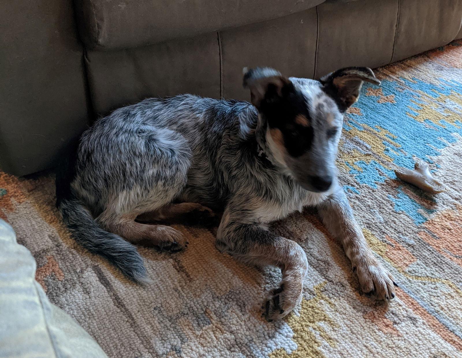 Enlarge Frankie (2021), a Adopted mixed breed in Columbia, MO image 2/3