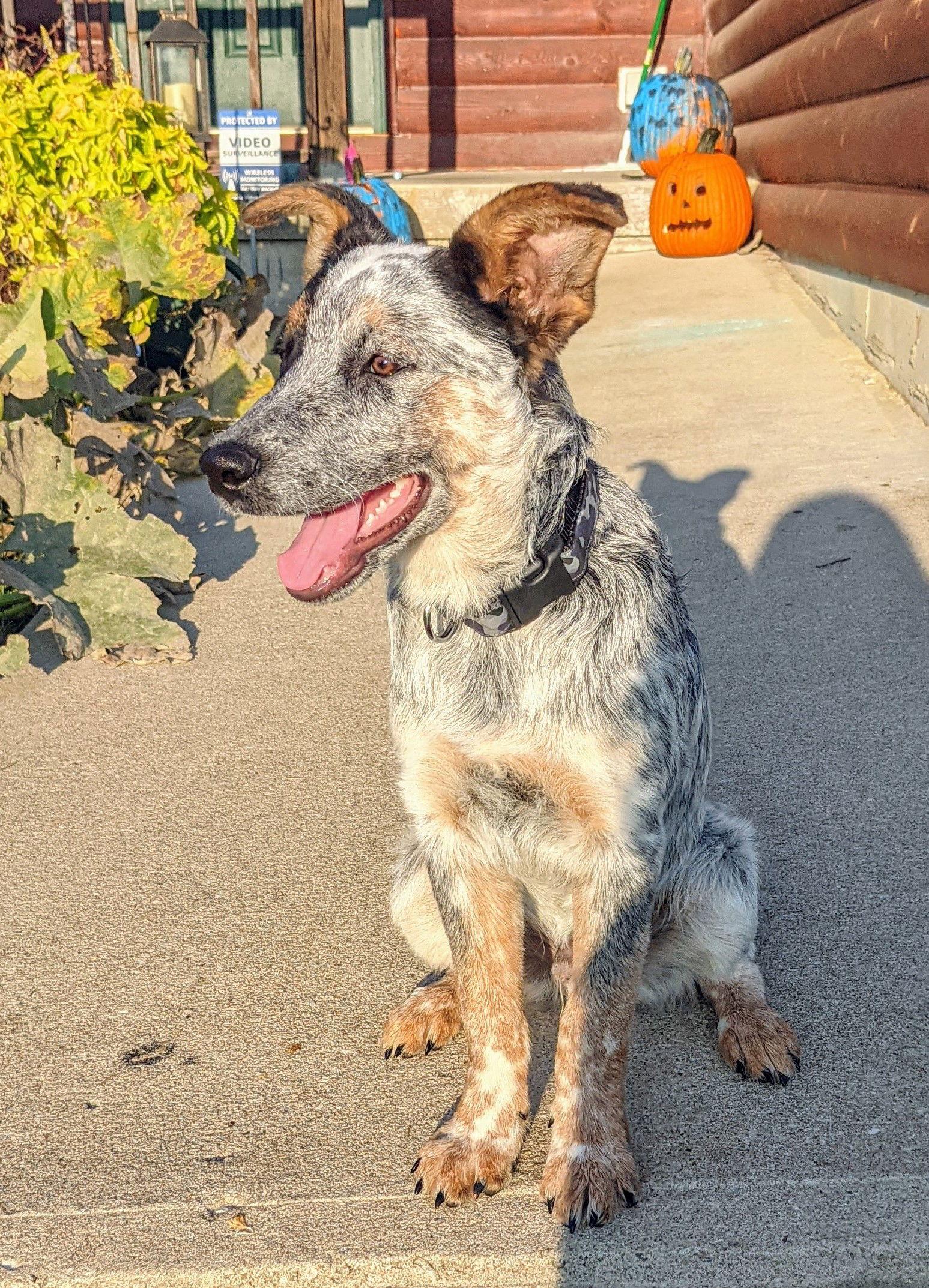 Enlarge Frankie (2021), a Adopted mixed breed in Columbia, MO image 3/3