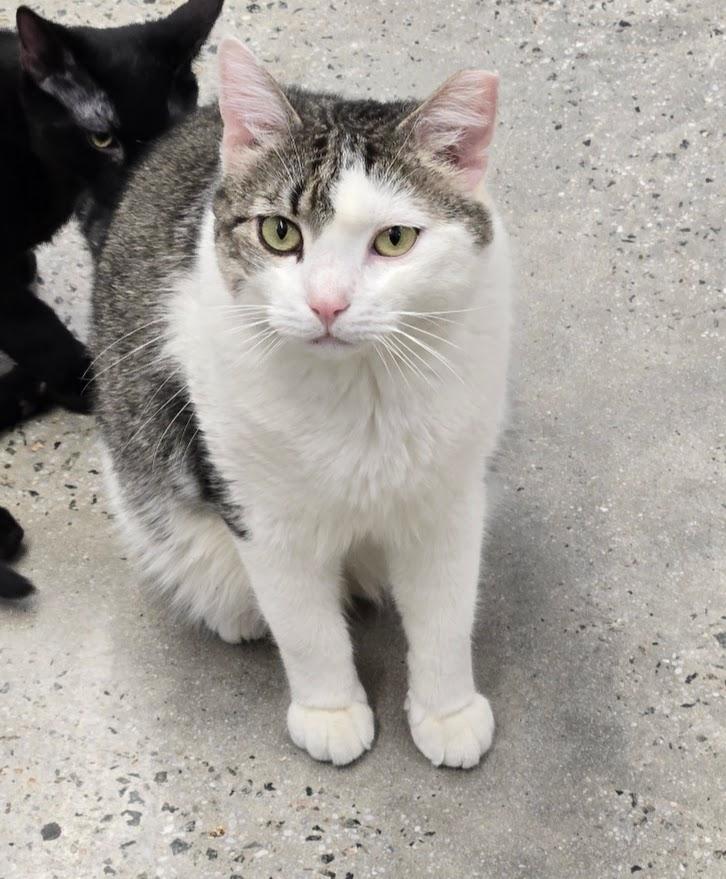 Prince, Adoptable, Adult Male Tabby.