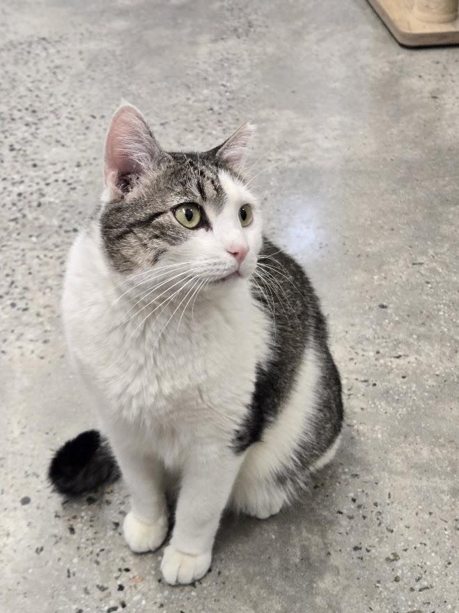 Enlarge Prince, a Adoptable Tabby in New Rochelle, NY image 2/2