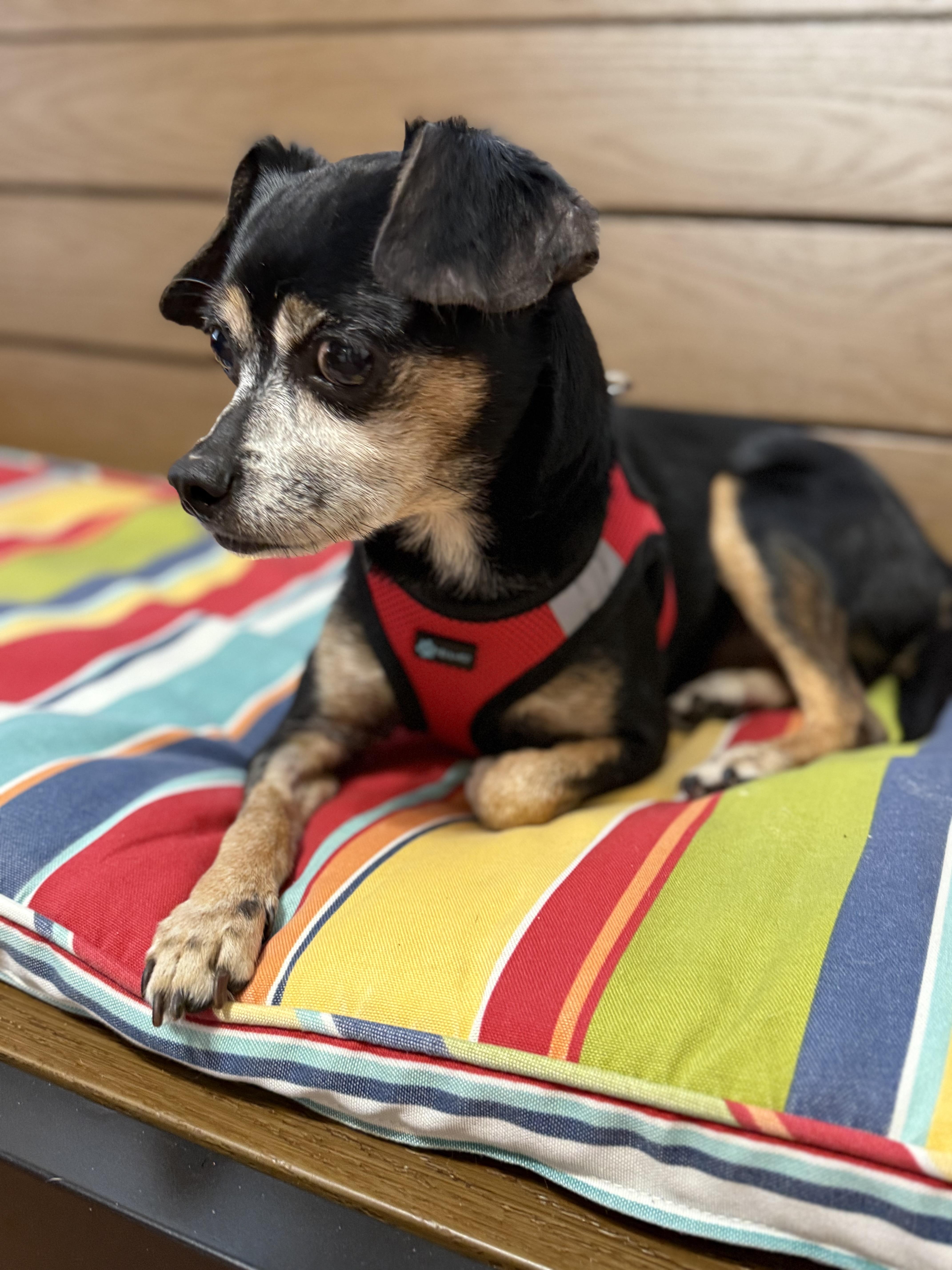Teddy, a Adoptable Chihuahua in Pass Christian, MS image 3/6