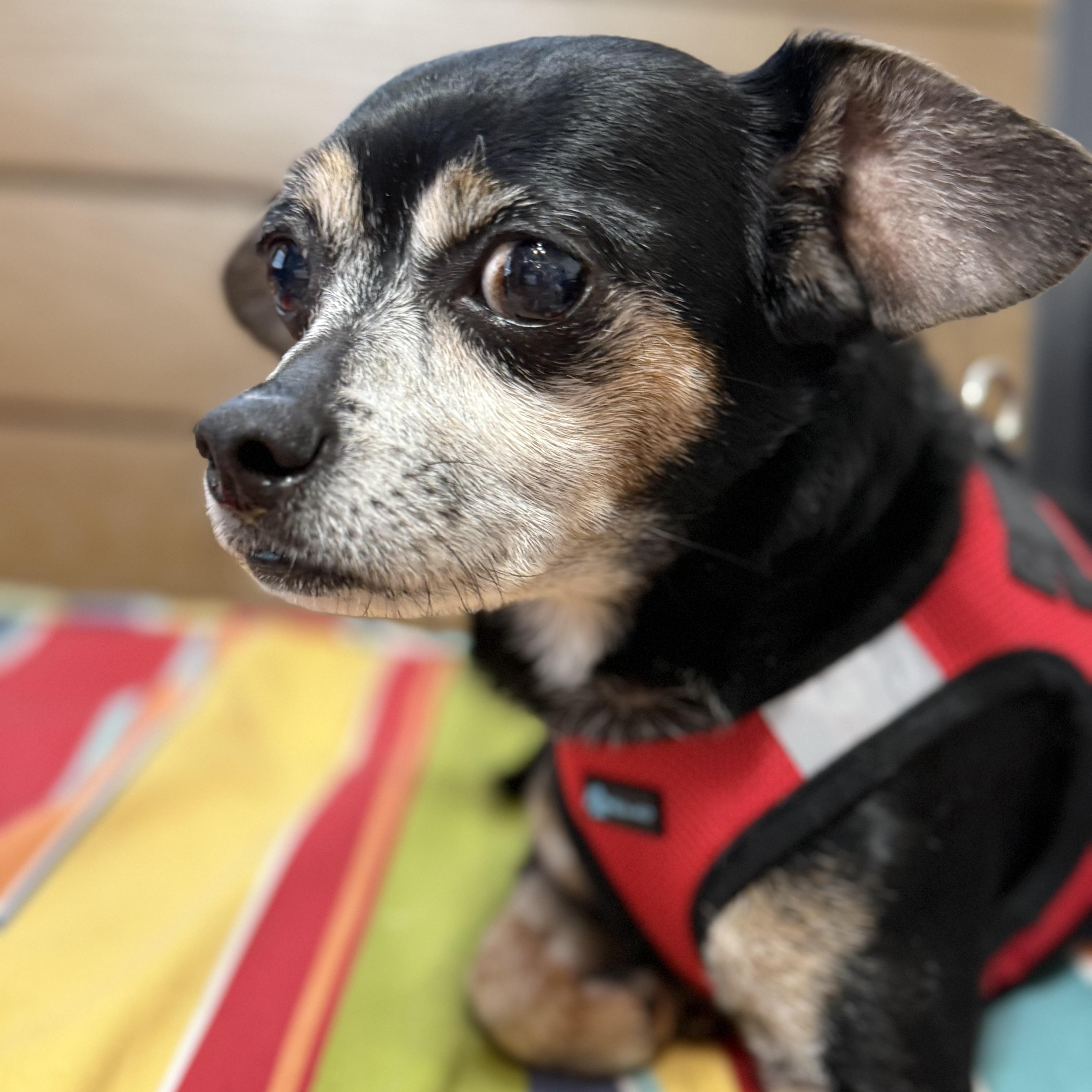Teddy, a Adoptable Chihuahua in Pass Christian, MS image 4/6