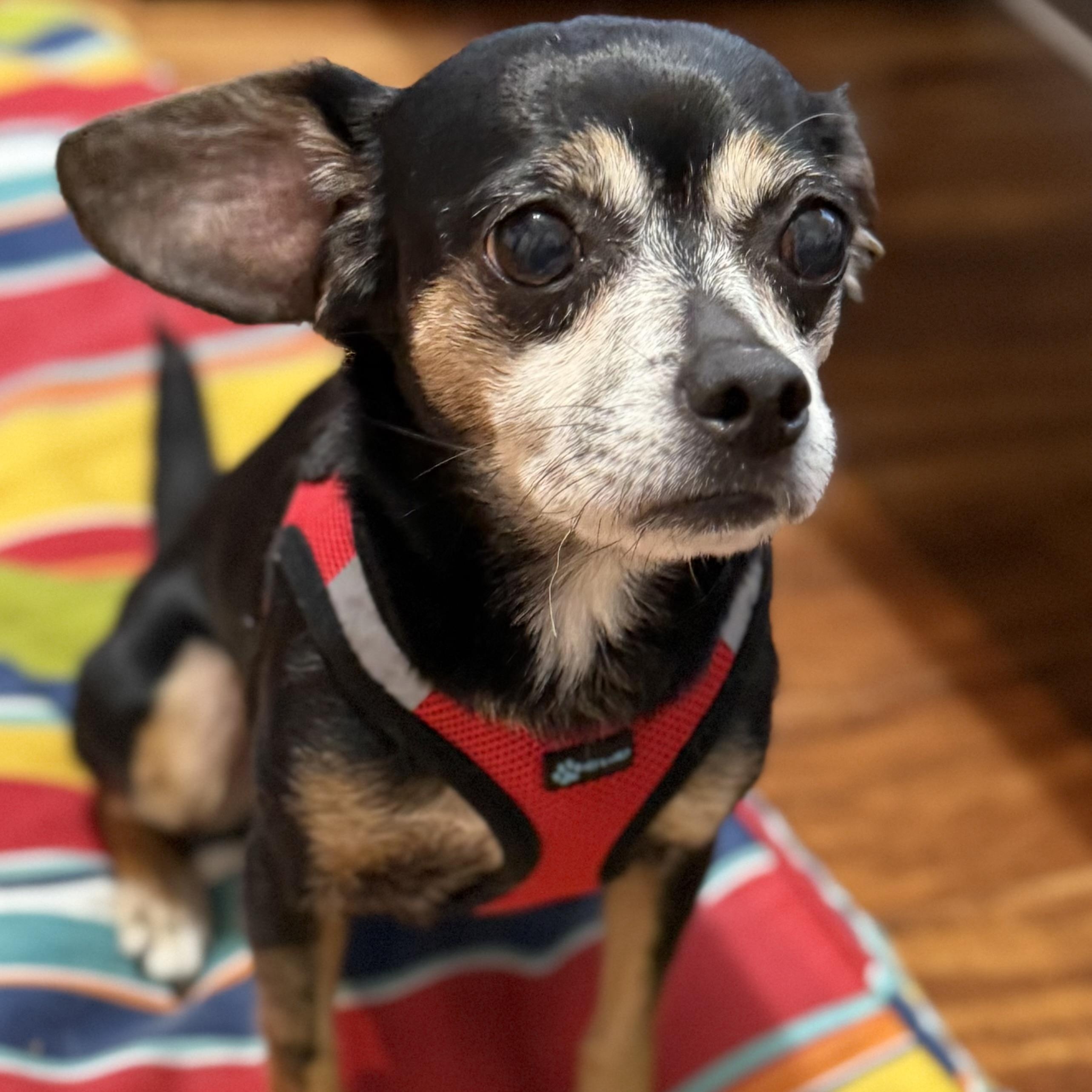 Teddy, a Adoptable Chihuahua in Pass Christian, MS image 6/6