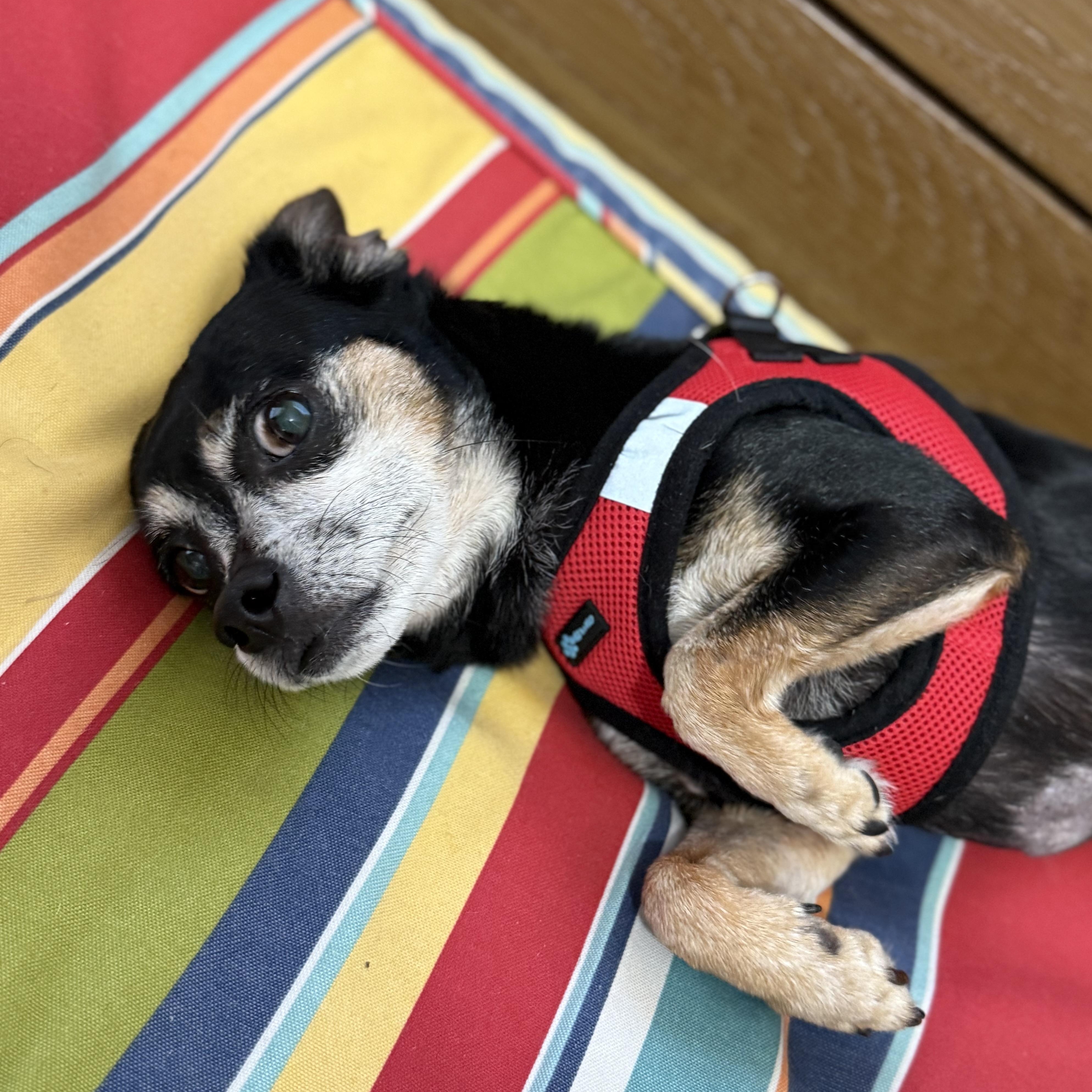 Teddy, a Adoptable Chihuahua in Pass Christian, MS image 2/6