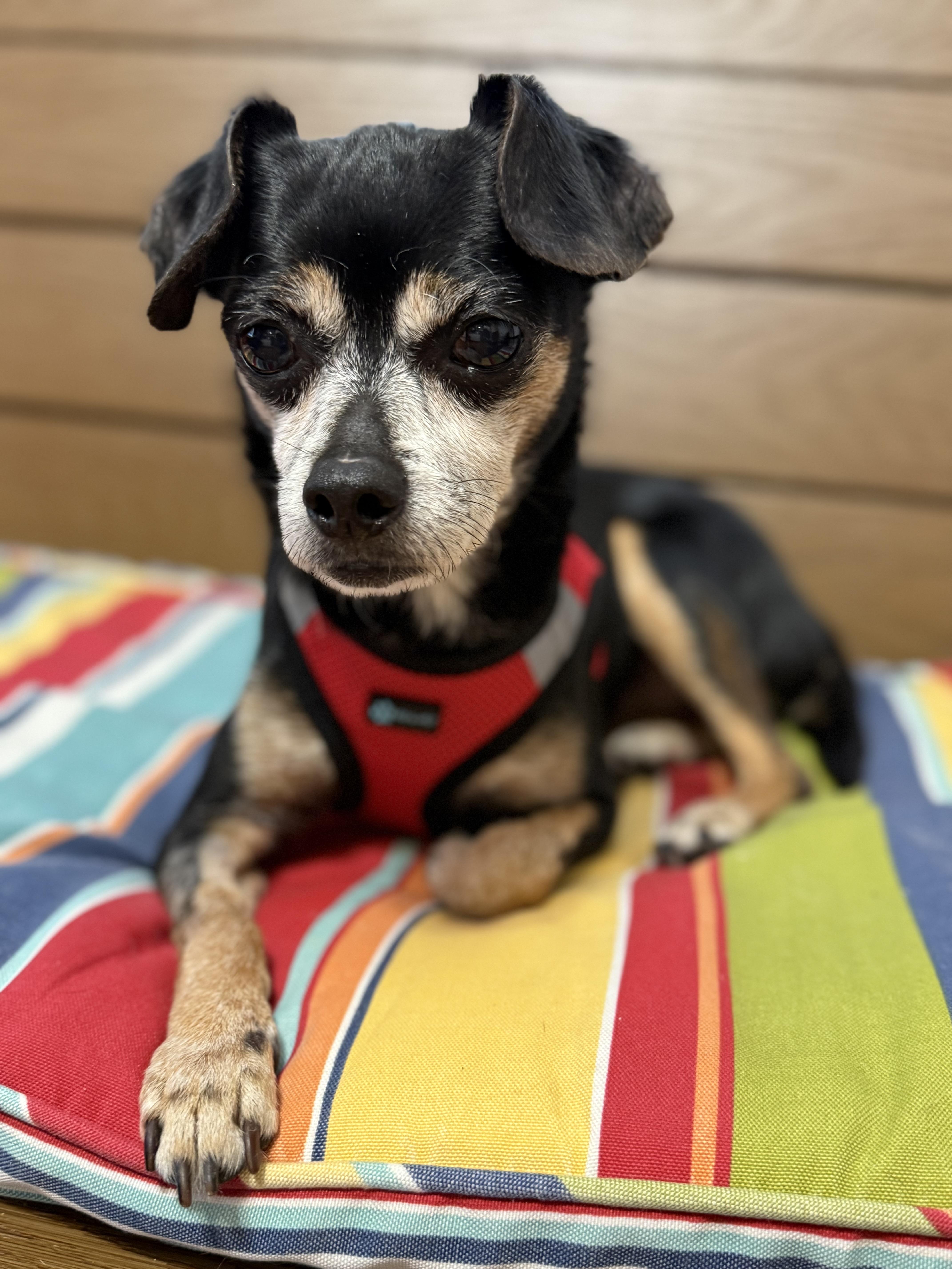 Teddy, a Adoptable Chihuahua in Pass Christian, MS image 5/6