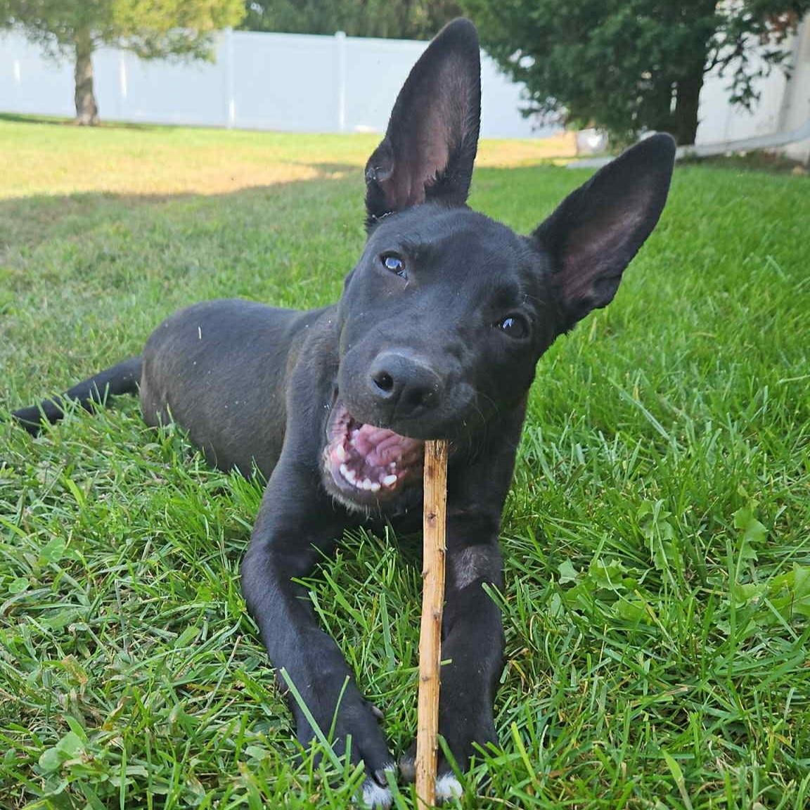 Enlarge Acadia, a Adoptable mixed breed in Normal, IL image 5/6