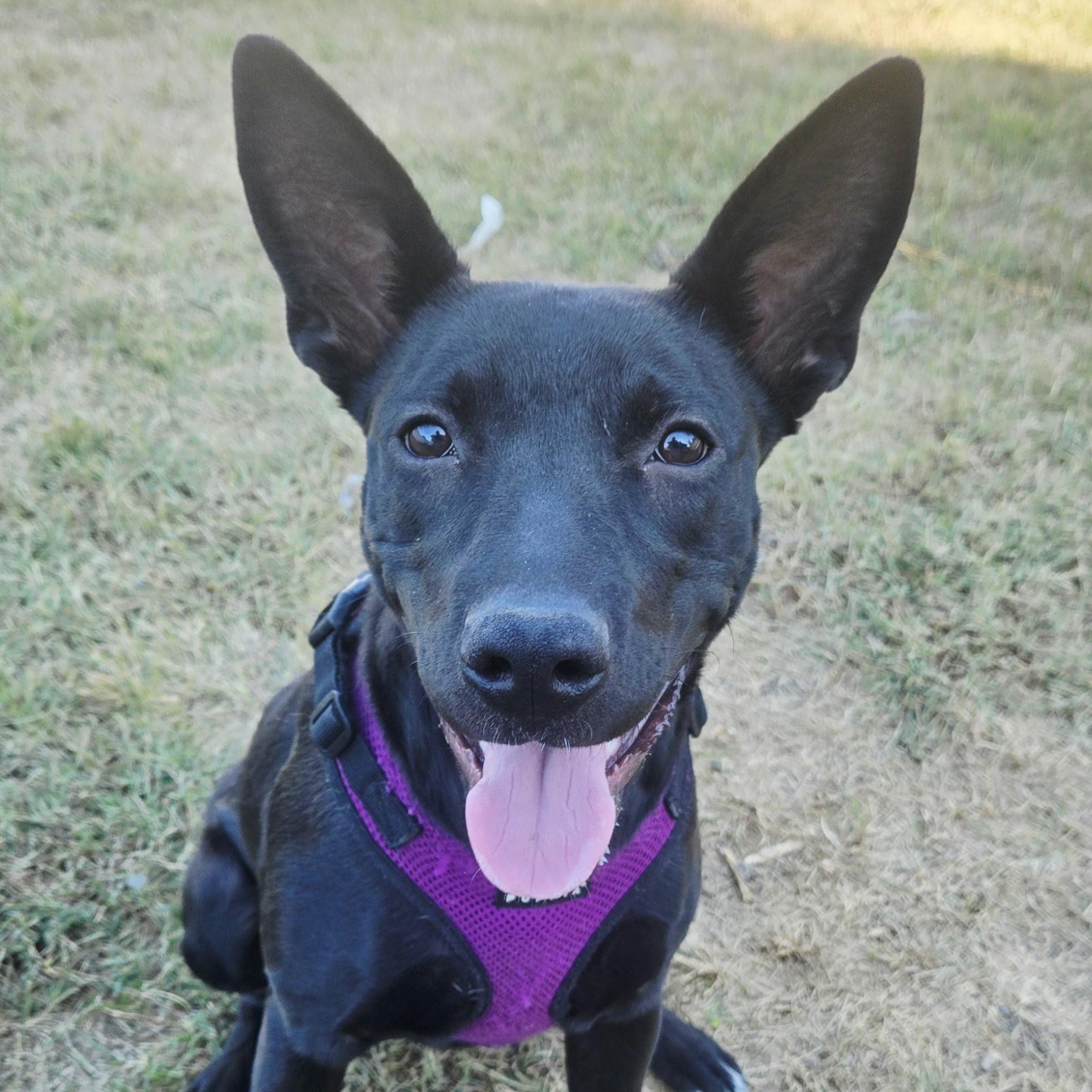 Acadia, Adoptable, Young Female German Shepherd Dog & Mixed Breed.
