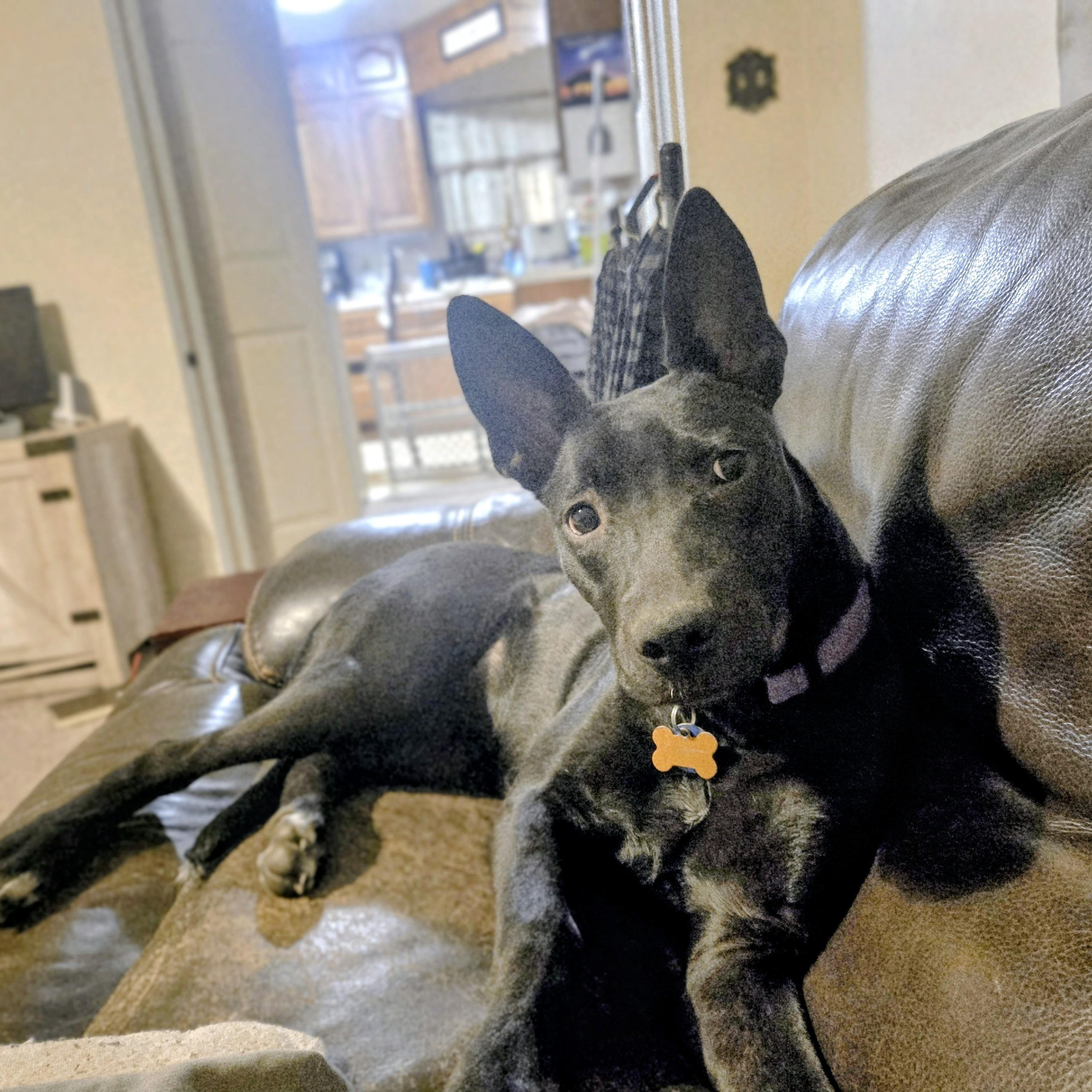 Enlarge Acadia, a Adoptable mixed breed in Normal, IL image 6/6