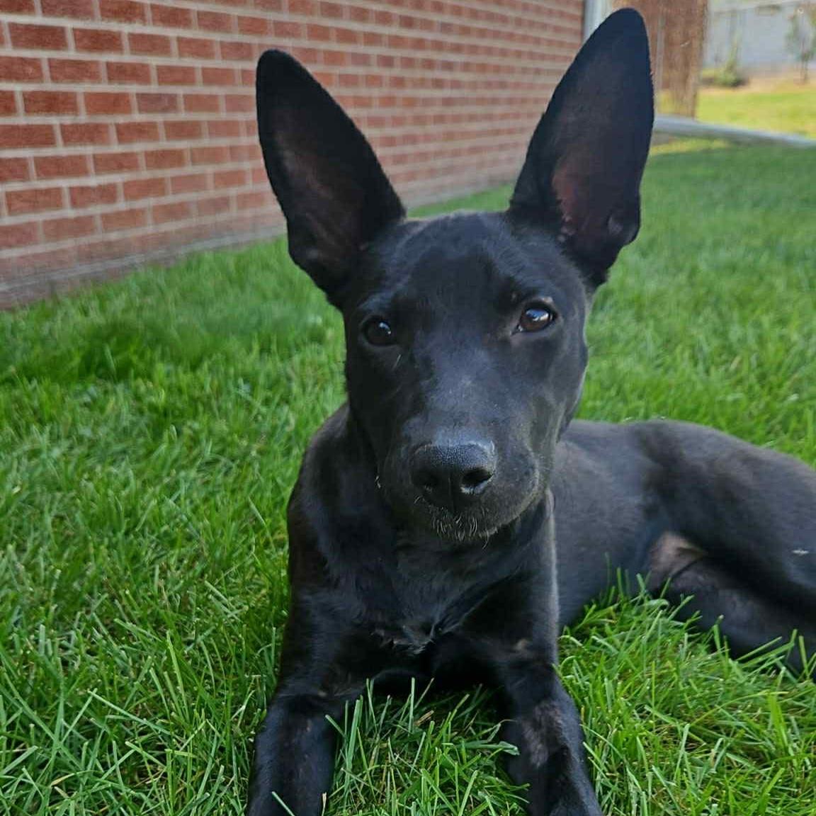 Enlarge Acadia, a Adoptable mixed breed in Normal, IL image 3/6