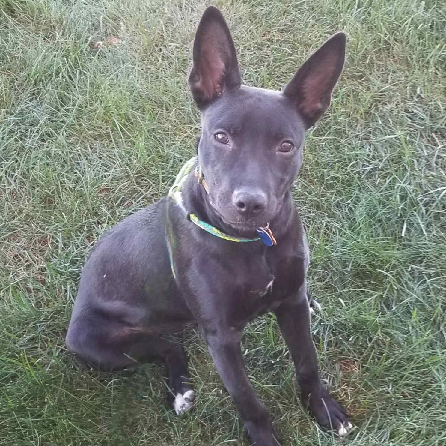 Enlarge Acadia, a Adoptable mixed breed in Normal, IL image 4/6