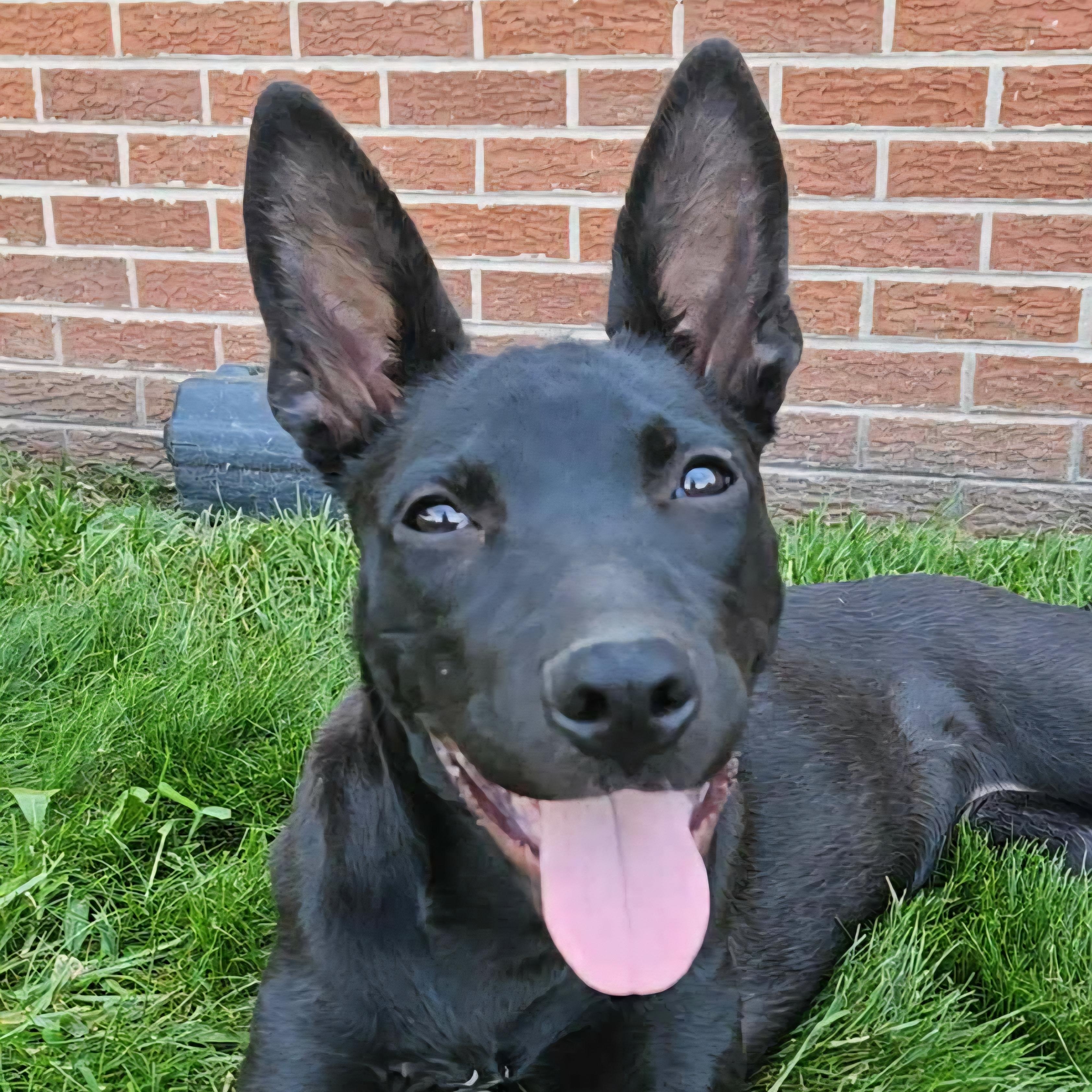 Enlarge Acadia, a Adoptable mixed breed in Normal, IL image 2/6