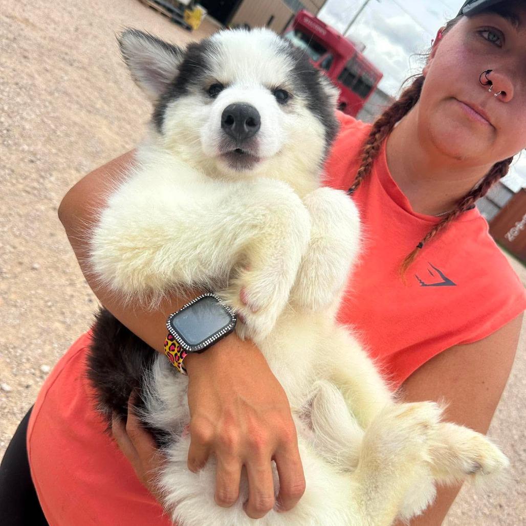 Enlarge Artic, a Adoptable Husky in Loves Park, IL image 1/1