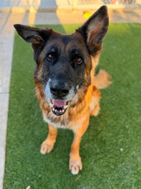 Enlarge DAISY, a Adoptable German Shepherd Dog in Agoura, CA image 1/1