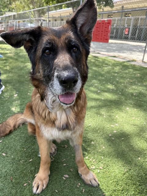 Enlarge DAISY, a Adoptable German Shepherd Dog in Agoura, CA image 1/1