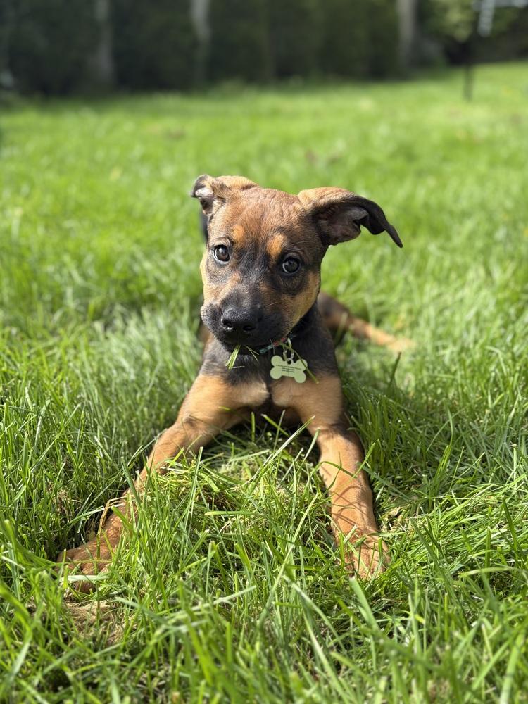 Enlarge Peach, a Adopted Shepherd in Clinton Township, MI image 1/5