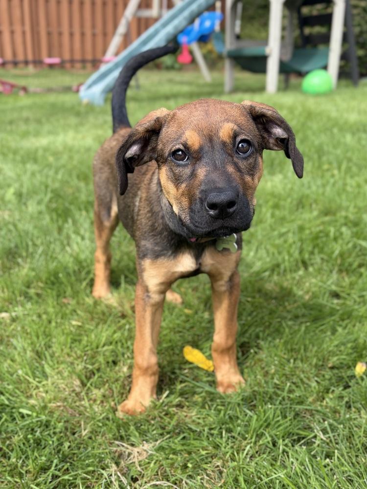 Enlarge Peach, a Adopted Shepherd in Clinton Township, MI image 5/5