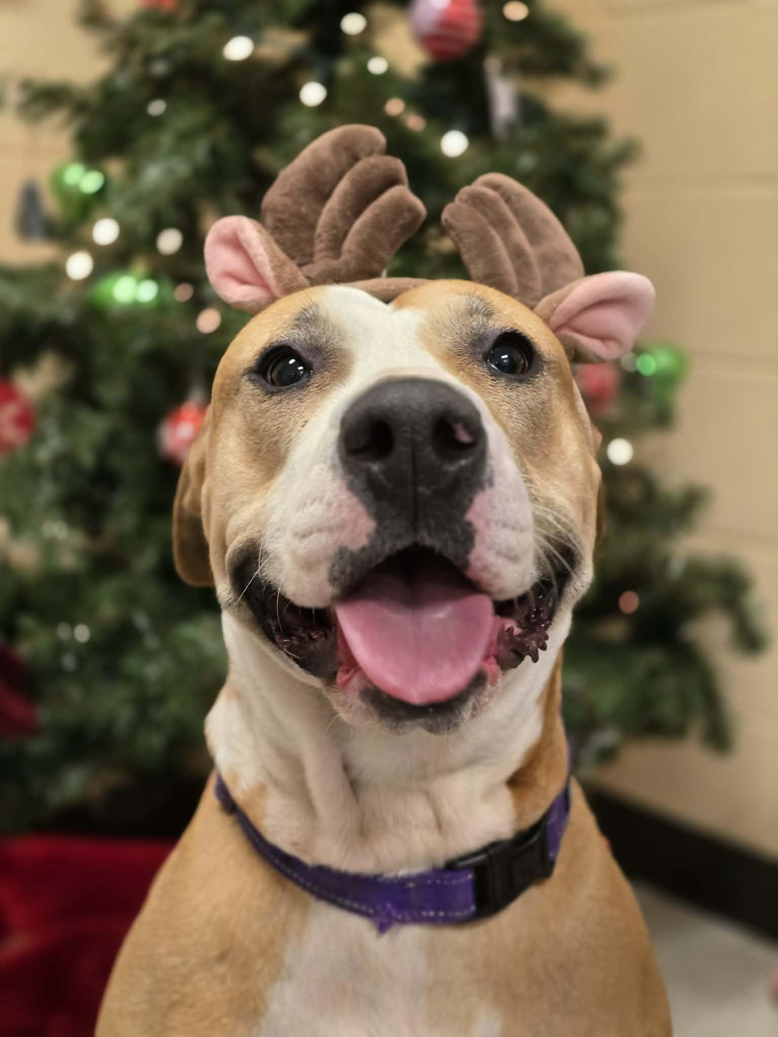 Enlarge Puddin, a ADOPTABLE mixed breed in Grants Pass, OR image 1/4
