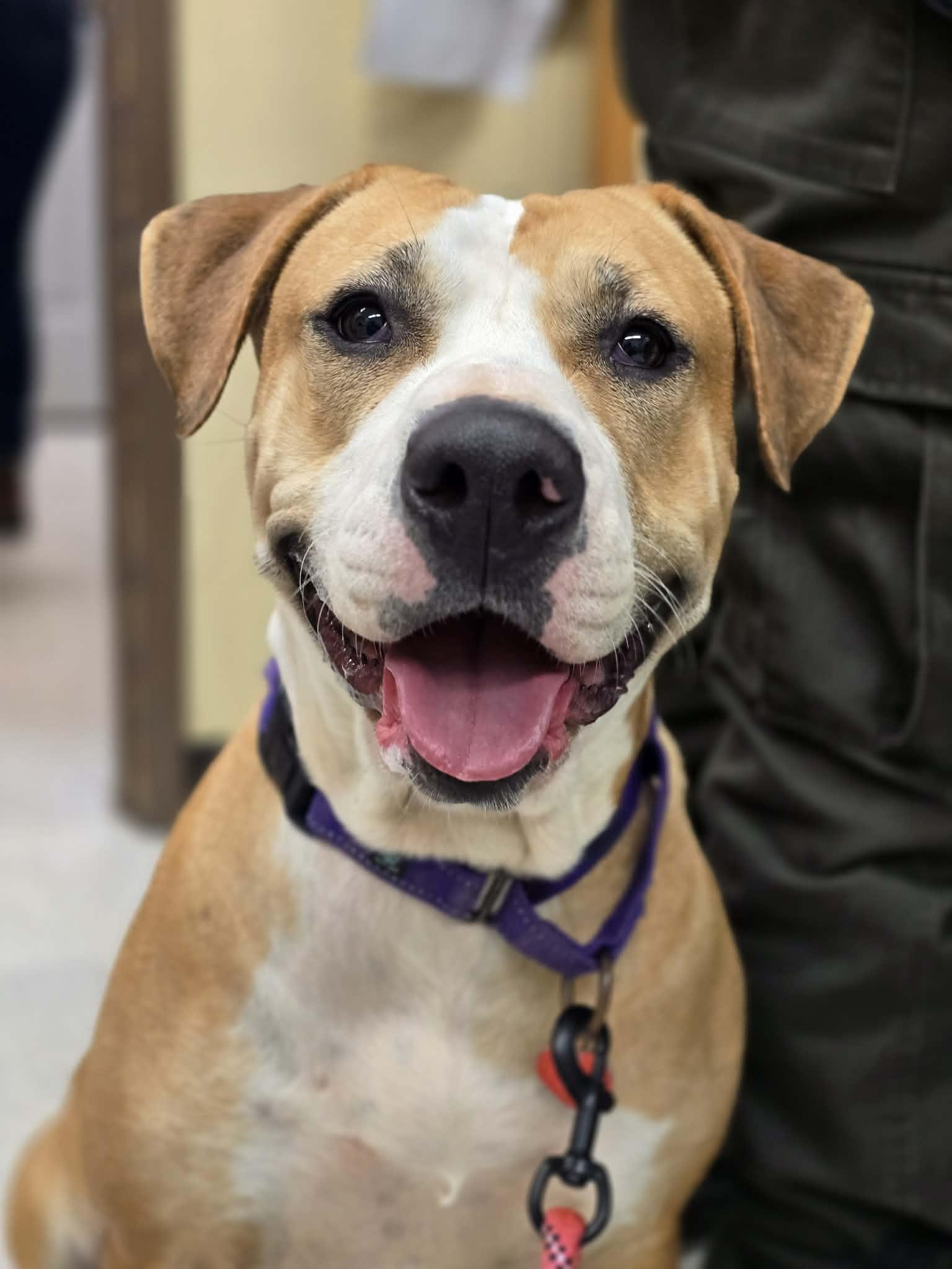 Enlarge Puddin, a ADOPTABLE mixed breed in Grants Pass, OR image 2/4