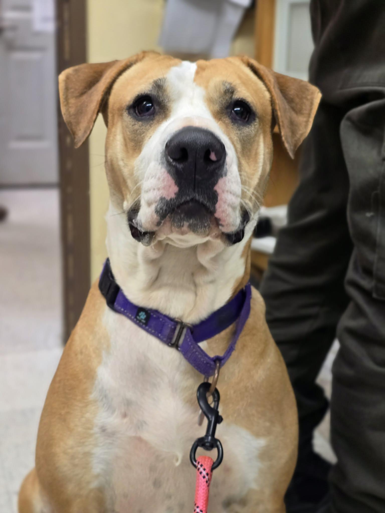 Enlarge Puddin, a ADOPTABLE mixed breed in Grants Pass, OR image 3/4