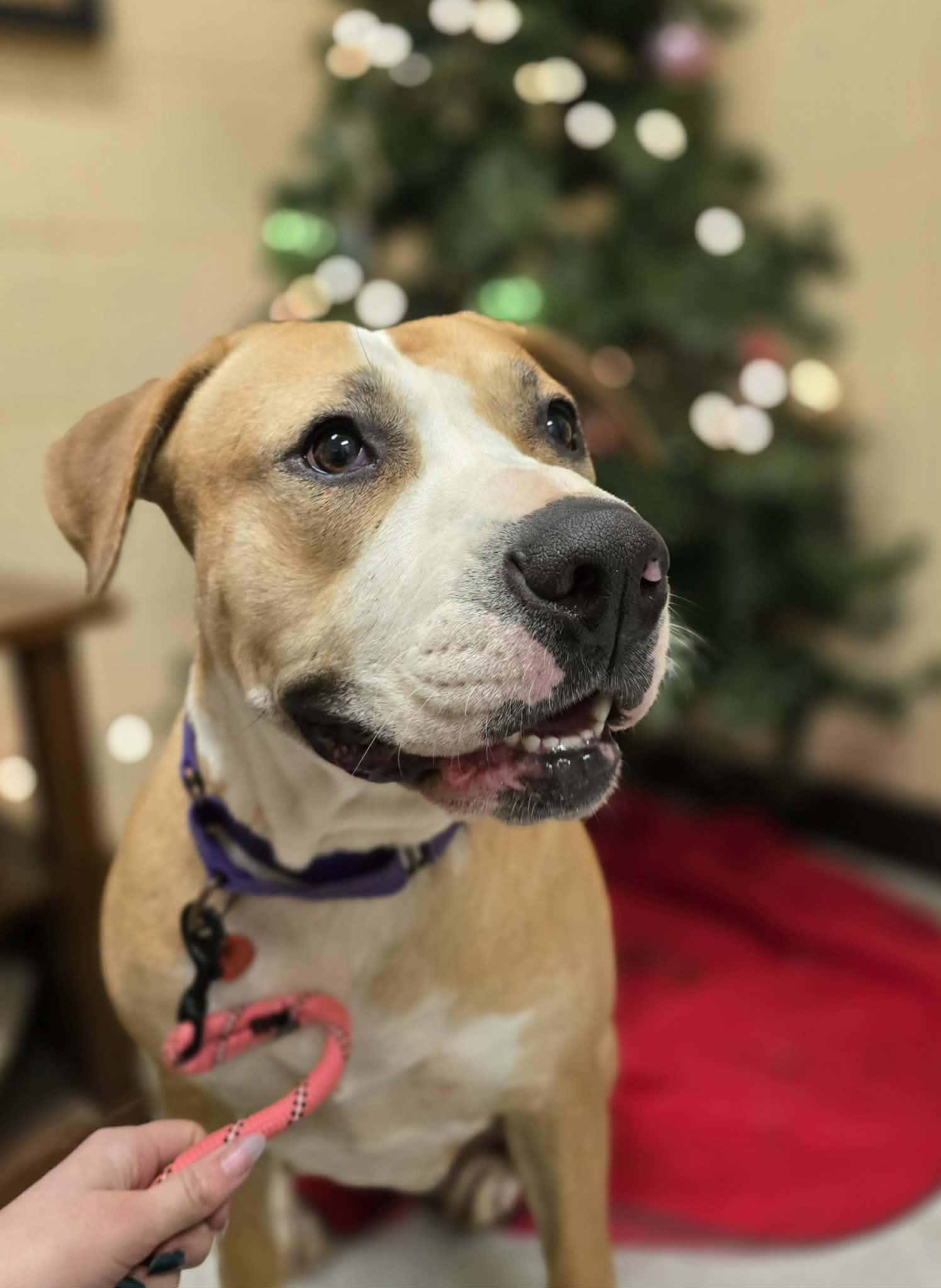 Enlarge Puddin, a ADOPTABLE mixed breed in Grants Pass, OR image 4/4
