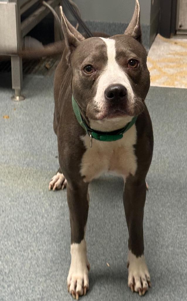 Noel, Adoptable, Adult Female Pit Bull Terrier.