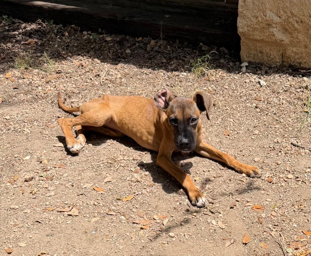 Ace, Adoptable, Young Female Hound & Mixed Breed.