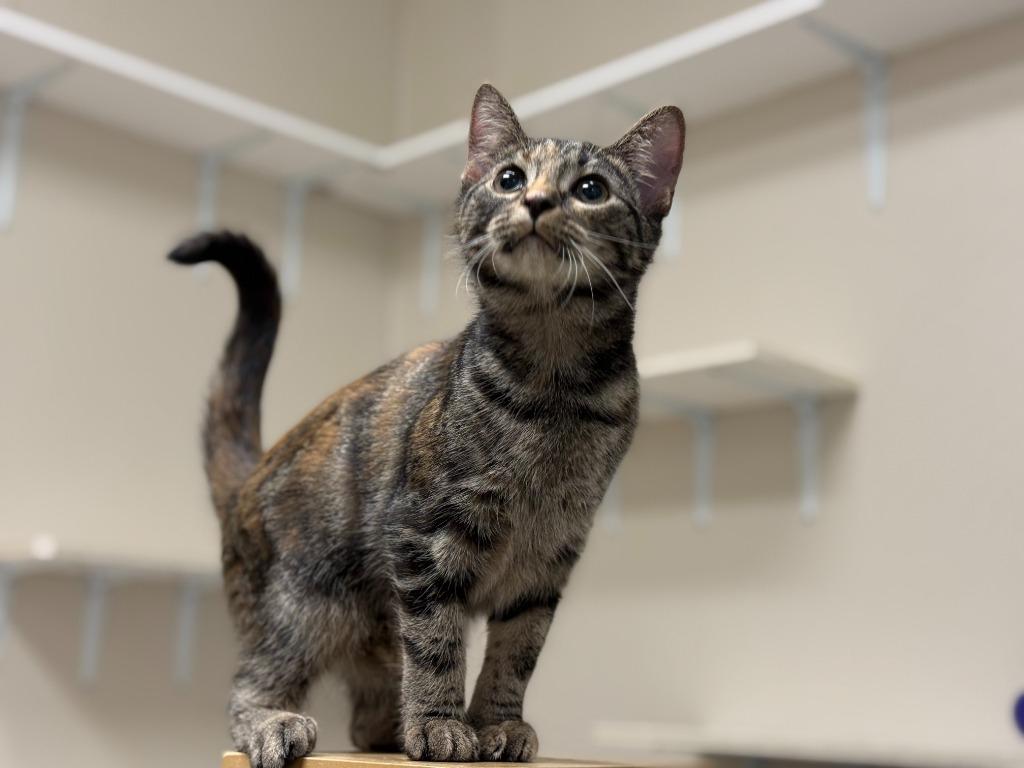 Enlarge Carla, a Adoptable mixed breed in Raleigh, NC image 2/2