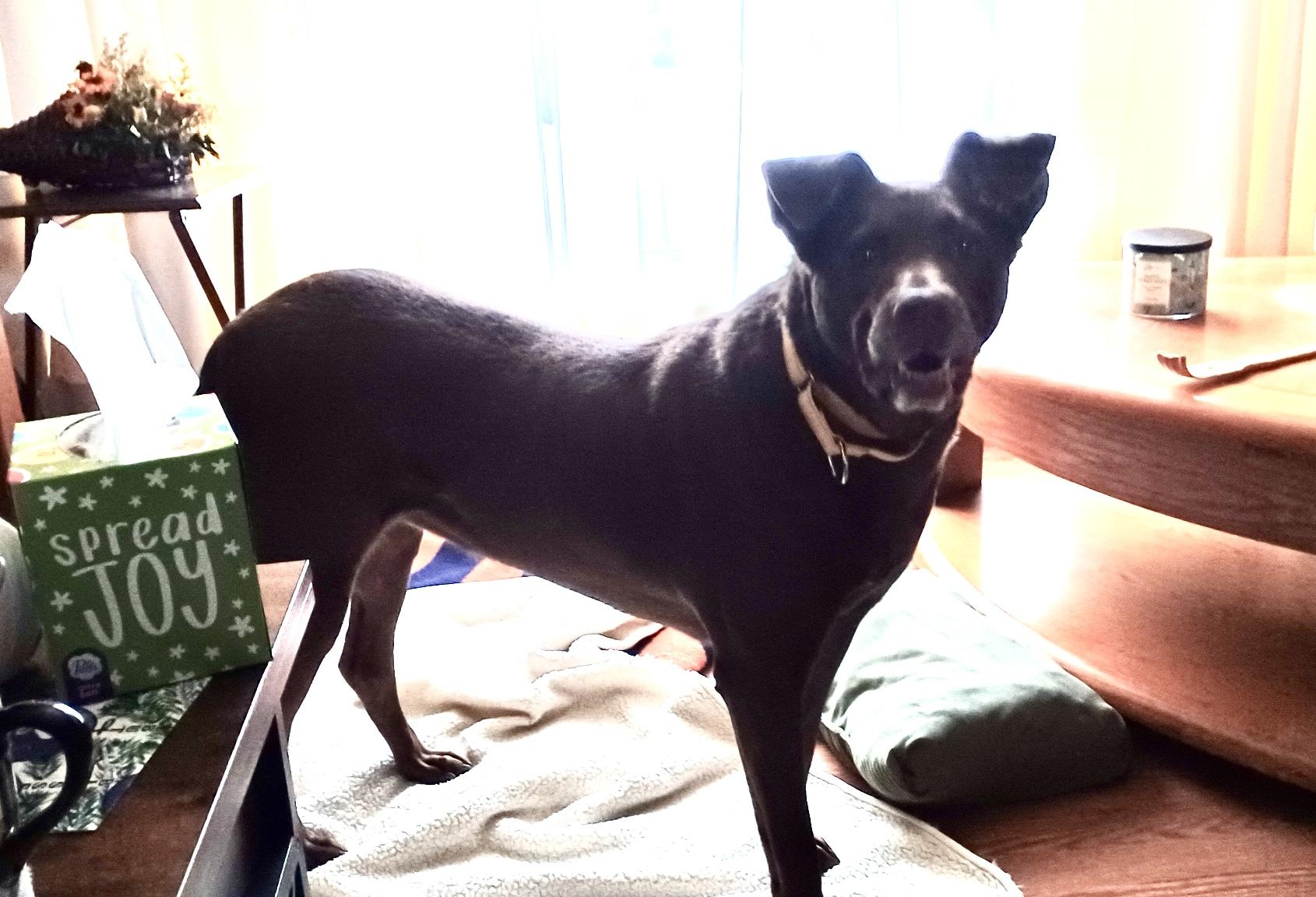 Enlarge Marley, a ADOPTABLE Chocolate Labrador Retriever in Crystal Lake, IL image 1/4
