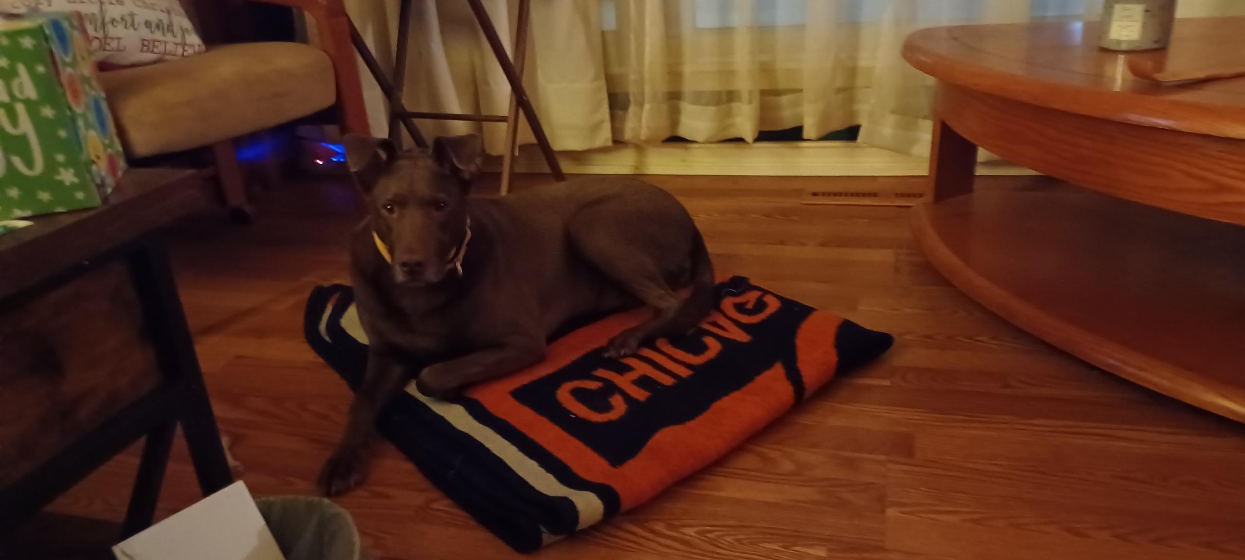 Enlarge Marley, a ADOPTABLE Chocolate Labrador Retriever in Crystal Lake, IL image 2/4