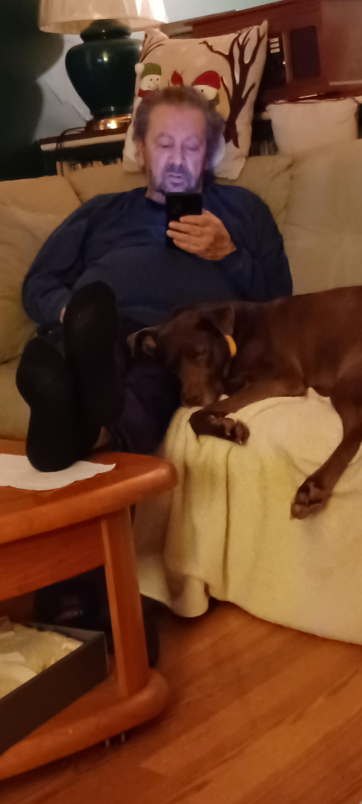 Enlarge Marley, a ADOPTABLE Chocolate Labrador Retriever in Crystal Lake, IL image 3/4