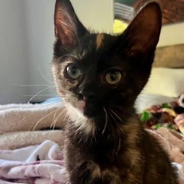 Hazel, Adoptable, Kitten Female Domestic Short Hair.