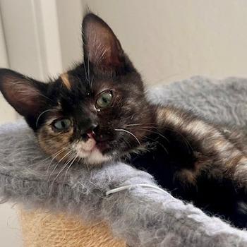 Hazel, a Adoptable Domestic Short Hair in Talent, OR image 2/5