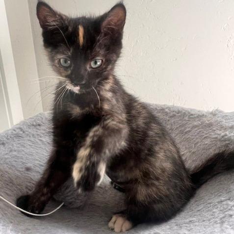 Hazel, a Adoptable Domestic Short Hair in Talent, OR image 3/5