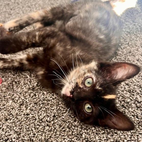 Hazel, a Adoptable Domestic Short Hair in Talent, OR image 4/5