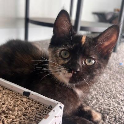 Hazel, a Adoptable Domestic Short Hair in Talent, OR image 5/5