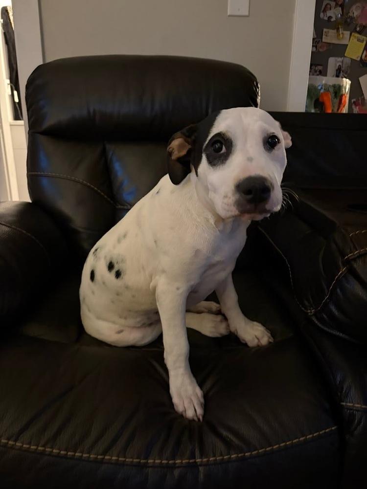Rose, Adoptable, Puppy Female Terrier.
