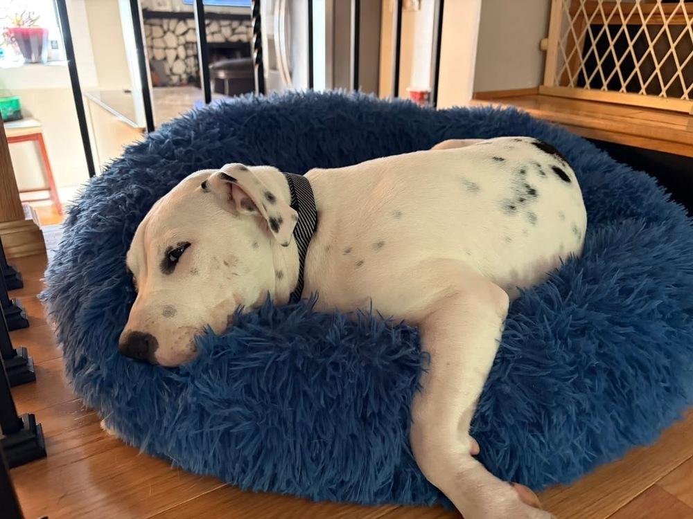 Enlarge Rose, a Adoptable mixed breed in Colorado Springs, CO image 2/5