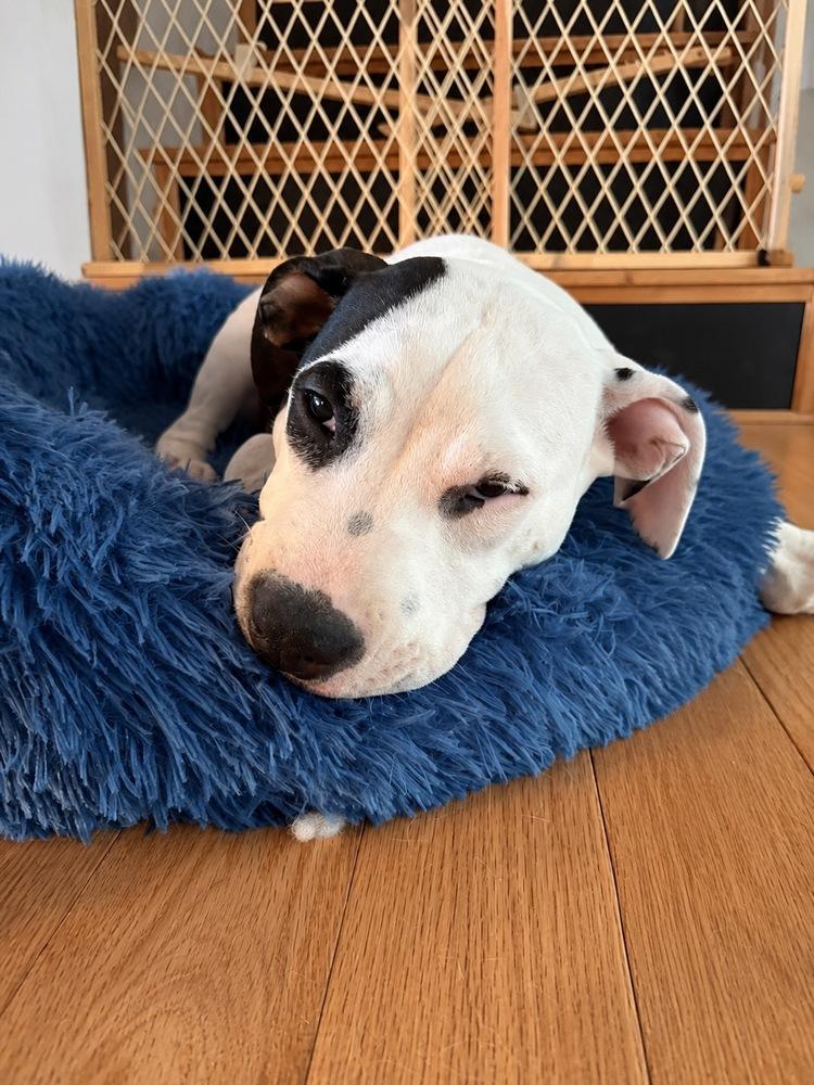 Enlarge Rose, a Adoptable mixed breed in Colorado Springs, CO image 3/5
