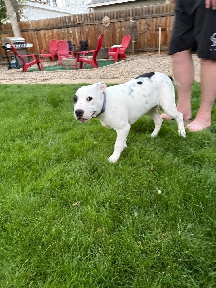 Enlarge Rose, a Adoptable mixed breed in Colorado Springs, CO image 4/5