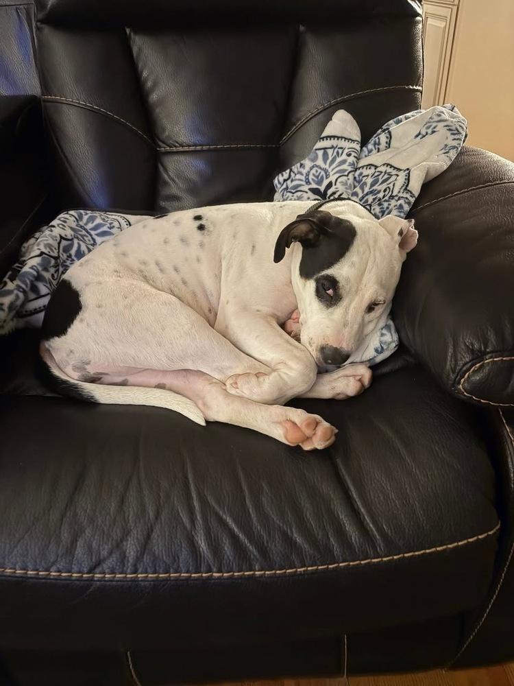 Enlarge Rose, a Adoptable mixed breed in Colorado Springs, CO image 5/5