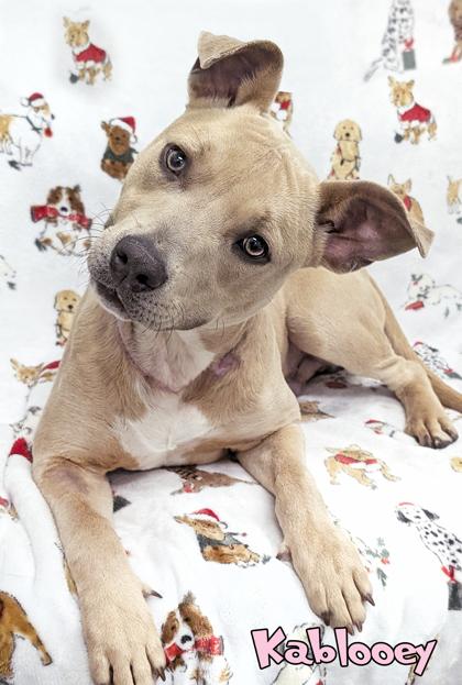 Kablooey (in foster), Adoptable, Adult Male Pit Bull Terrier & Mixed Breed.